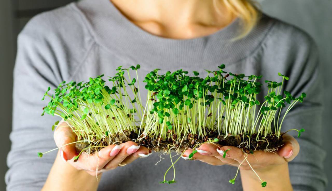 Výhody mikrozeleniny